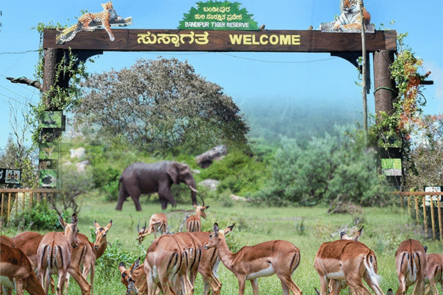 Bandipur National Park for wildlife enthusiasts