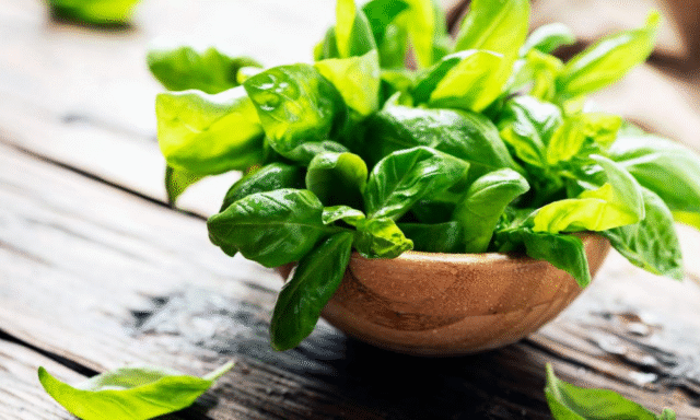 How Basil Can Help Manage Asthma Naturally